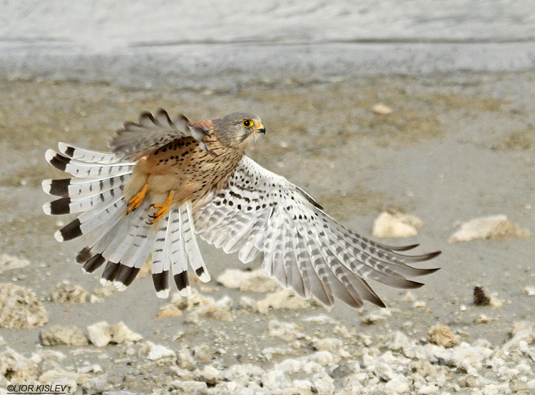  Common Kestrel Falco Tinnunculus  ,Maagan Michael  15-11-11  Lior Kislev             